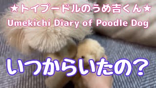 いつからいたの？ ★トイプードルのうめ吉くん(1523日目)★Umekichi Diary of Poodle Dog