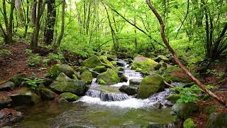 Harmonious Birds Chirping, Beautiful Stream Sounds,  Lovely Nature Sounds, Cozy Paradise