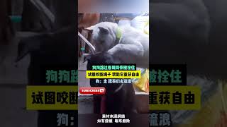 狗狗路過看到同伴被拴住，試圖咬斷繩子幫助它重獲自由，狗：走，跟哥們去流浪 #cuteanimal #pets #寵物