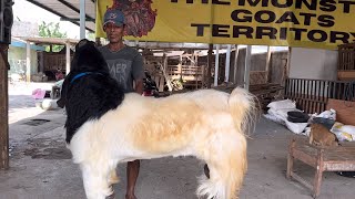 PUSAT KAMBING MONSTER DI SOLO, Idul Adha terjual seribu ekor lebih 🔥