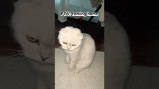 How did she get there?!😹💓🐾 #cat #funny #comedy #cute #viralvideo #shorts #trending #popular #fyp