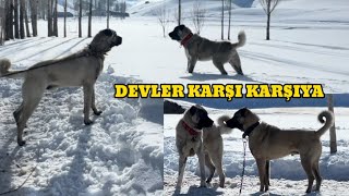 ATEŞ VE KOBRA KARŞI KARŞIYA. ATEŞ GELDİĞİ GİBİ KARABAŞLA.. #anadoluaslanı #kangal