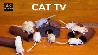 Cat TV 🐾 Mice Hide and Seek and Chase fun on screen for cats to watch | 8 Hours 4K 60fps