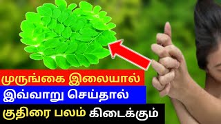 முருங்கை இலையால் இவ்வாறு செய்தால் உன்னை யாராலும் தடுக்க முடியாது | Drumstick Leaves Health Benefits