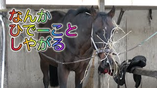 あーこっこ乗馬日記 〜ゴロンしたし、お手入れしなくちゃな！でも、弁当は持参だぜ