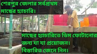 Everything needed to hatch eggs in a fish hatchery । হ্যাচারিতে মাছের ডিম ফোটানোর পদ্ধতি।