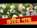 একটি গাছ থেকে আজীবন ফ্রি রুটি খাওয়া যাবে। Bread Fruit Tree.