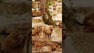# Monkeys Catching Hard  | Wonder wild Monkeys #monkeys #monkey #animals #thedodo#saveanimal #shorts