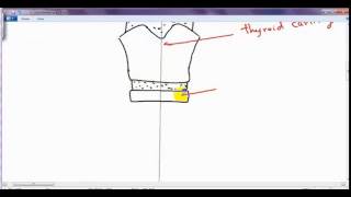 structures in midline of neck DR SAMEH GHAZY