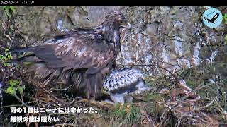 「伊吹山のイヌワシ子育て生中継」ダイジェスト2023　ニーナの成長