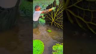 Amazing Plant, Chicken Rice Head#enjoyrurallife#satisfying #naturerurallife#rurallife#vegetables