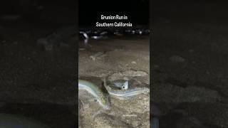 Grunion Run! Thousands of silvery fish beach themselves on Southern CA beaches.