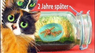 Fortnite Fehler Beheben Fehler 20006 Beheben Infovide - ewiges terrarium 2 jahre spater