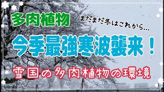 【雪国多肉】豪雪地帯 今季最強寒波襲来！雪国でも多肉植物は大丈夫です！！