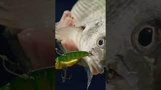 TT Switchblade+ getting the bites! #fishing #ttfishing #ttswitchblade #flathead #shorts