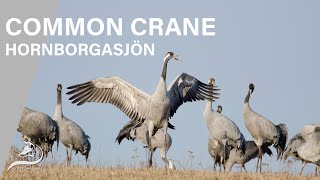 Common Crane gathering in Hornborgasjön