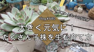 【Vlog680】【多肉植物】大きく元気に！たくさん子株を生む育て方🪴コロンと丸くの反対【#コロラータ #ブルーサバス #ブラックサバス】