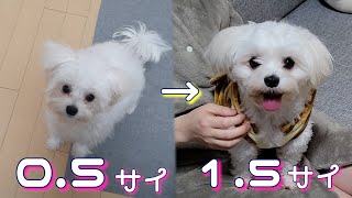 ミックス犬/子犬から成犬までの成長記録【マルチーズ×チワワ/チワマルのなな】