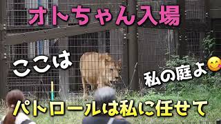 パトロールはオトに任せて💕【オトちゃん入場】 #のんほいパーク #ライオン #オト #旭山動物園 #秋 #最高齢 #レジェンド #浜松市動物