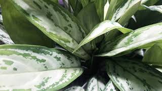 Care \u0026 benefits of Aglaonema plant  (silver Queen aglaonema), Chinese Evergreen plant