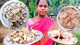 Mix Masroom Recipe / Amazing Village Masroom Cooking \u0026 Eating / Village Style Mix Masroom Recipe