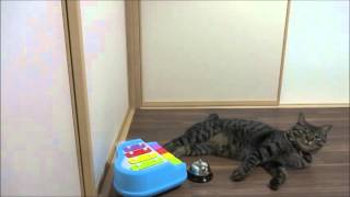 演奏する猫【演奏してくれますか？】