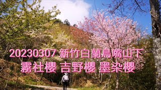 20230307 新竹五峰白蘭鳥嘴山下櫻花