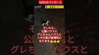 【12月2日パトロール】第１猫食堂入口で😍