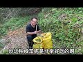 一场春雨后，农村竹林的野笋疯长，拔到停不下来，拔笋声音真好听