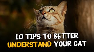 10 Tips to Understand Your Cat Better