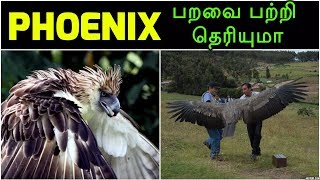 தானே தீக்குளித்து பின்னர் அதன் சாம்பலில் இருந்து உயிர்த்தெழும் Phoenix பறவை பற்றி  தெரியுமா