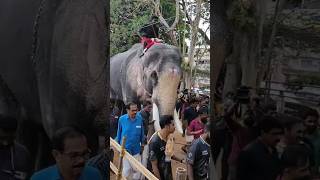 Thechikottukavu Ramachandran Mass entry Thrissur Pooram Fitness Test 2024 #aana #elephant #kerala