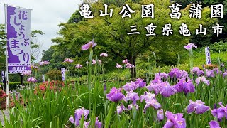 【12000本の花菖蒲】絶景！紫陽花と花しょうぶを同時に見られる公園\