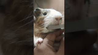 Filling Teeth For Dinner... #guineapig #cutepets #cutepetsvideos #guineapigs #ilovethem