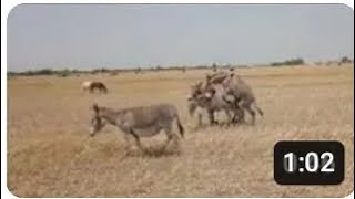 DONKEY meeting scen videos