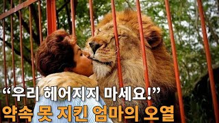 서커스단에서 구한 아기 사자 17년간 키웠던 사람 엄마, 재회의 순간 오열한 이유