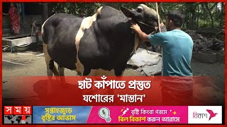 ২৪ ঘণ্টা ফ্যানের নিচে থাকে ’ঠান্ডা ভোলা’ | Jessore | Cow Price | Cattle | Qurbani Cow