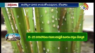 వరిలో సుడిదోమ, కాండంతోలుచు పురుగు నివారణ |  Paddy Cultivation | Matti Manishi | 10TVAgri