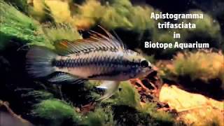 Apistogramma trifasciata in a Biotope Aquarium