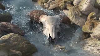 🌊 Mastering Realism: Houdini FLIP Simulation | Authentic River Flow & Water Dynamics