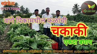 वांगे पिकामधील फळांची सेटिंग, चकाकी,किड व्यवस्थापन.....9767179356  #OM_AGRO_SERVICES #कृषी_भरारी