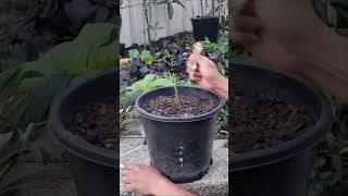 Simple Technique of Cleft Grafting Loquat Tree