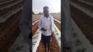 watermelon farming in Kannada | ಕಲ್ಲಂಗಡಿ ಬೆಳೆಯುವ ವಿಧಾನ