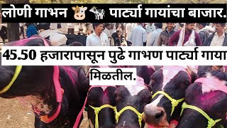 गाभन पार्ट्या घेणार आहात का ??? || स्वस्त गाया || मग 😊 लोणी गाय बाजार आहे ना || gay bajar loni..