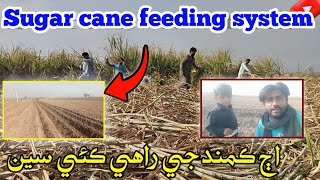 Suger cane feeding process 😊✅ ajj mazdoor ke Sath vlog Kiya #afzalaesthetic