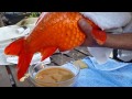 KOI hand breeding