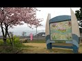 河津桜の満開