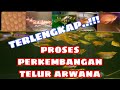 PROSES PERKEMBANGAN TELUR ARWANA HINGGA DEWASA...!!!! #arwana, #prosestelur, #Samahobi