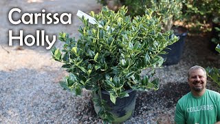 Carissa Holly - Ilex cornuta 'Carissa'