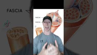 What does massaging actually do to the body part 1 #muscle #fascia #fitness #jointpain #musclepain
